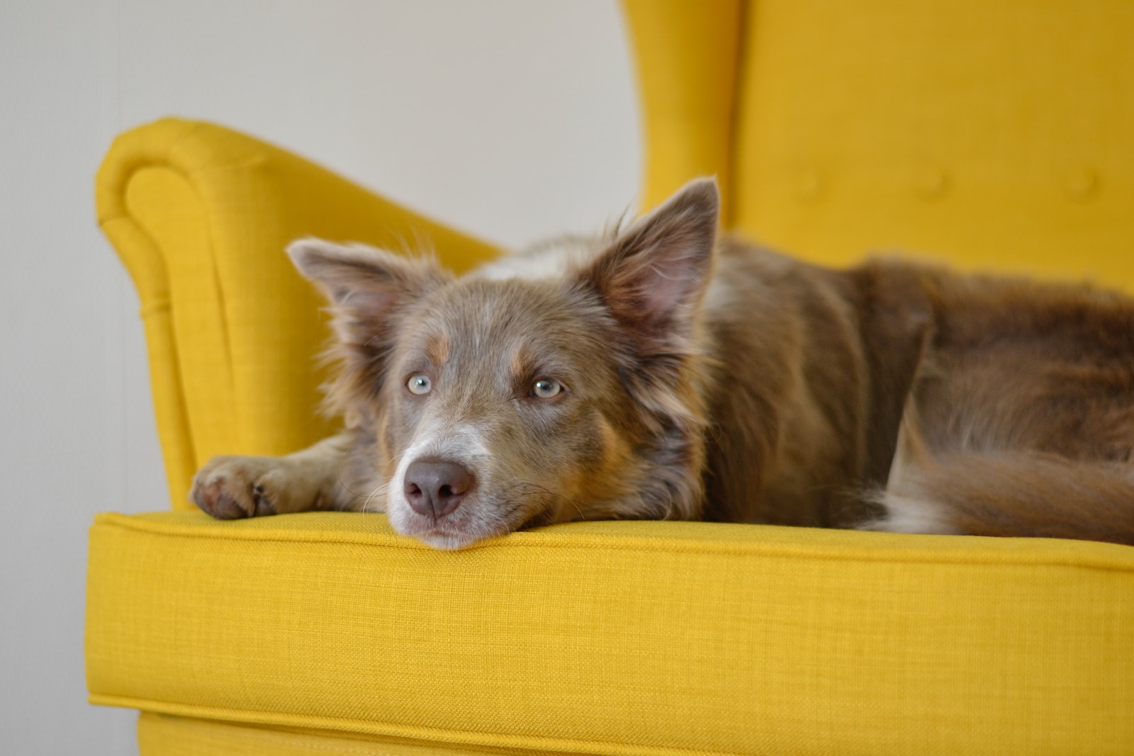 Comment éliminer les odeurs de chien sur le canapé ?